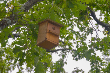 birdhouse in the forest of the Smithy in San lorenzo del Escorial, province of Madrid. Spain