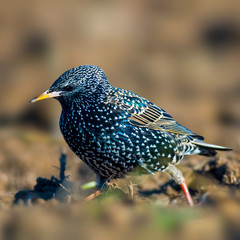 Starling on a field in spring season