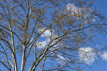 background with bare branches over sky with clouds