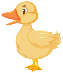 One cute little duckling on white background