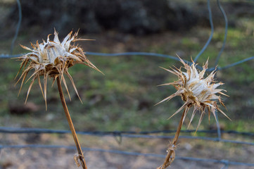 two dry marian thistles in front of a fence