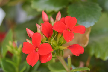 small red flowers in a planter