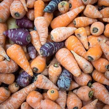 Purple and orange mini carrots for sale at farmers market. Square frame format