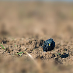Starling on a field in spring season