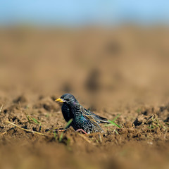 Starling on a field in spring season