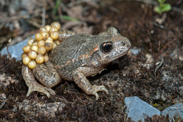 Common midwife toad / Geburtshelferkröte (Alytes obstetricans) 