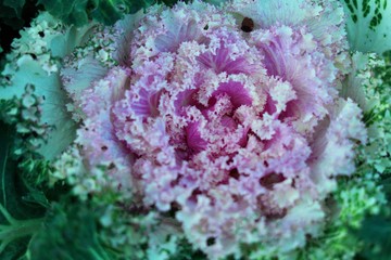 Ornamental Cabbage