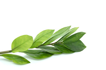 Green branch. The concept of natural ingredients in cosmetology for gentle skin care.