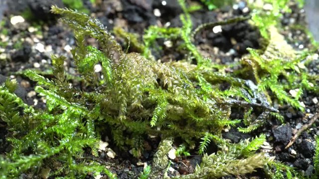 Moss moisturizing time-lapse movie