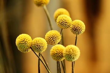 Craspedia Flower