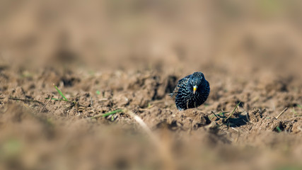 Starling on a field in spring season
