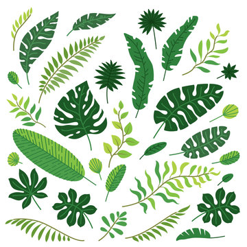 Vector cartoon set of tropical leaves isolated