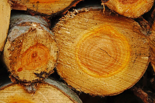 Deforestaci&oacute;n