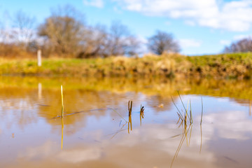 Small pond and nature in sunlight