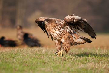 White - tailed eagle (Haliaeetus albicilla) walking.
