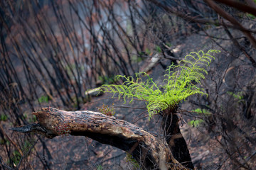 A tree fern flourishes after bush ires in Australia