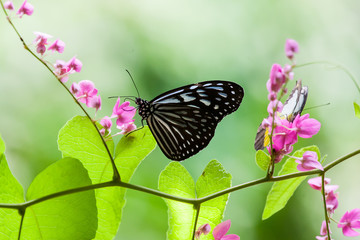 Isolated butterfly image on bokeh background. Macro wildlife photography