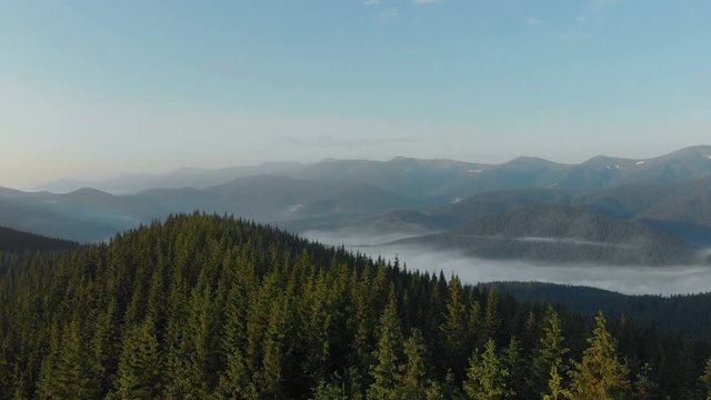 Aerial Drone Footage View in 4K resolution: Flight over pine forest in the mountains. Carpathian Ukraine. Majestic landscape panorama.