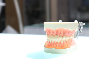 歯科模型