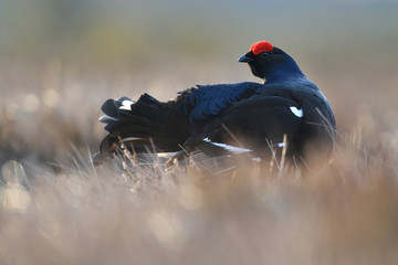 black grouse early in the morning in a bog landscape