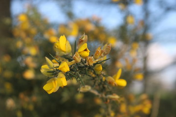 Fleur jaune