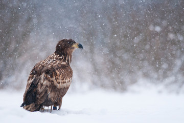 White - tailed eagle (Haliaeetus albicilla) in winter.
