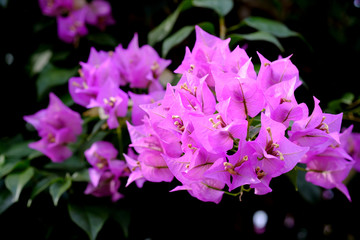 鮮やかなパープルの花のサンデリアーナ（日本の大船フラワーセンター）