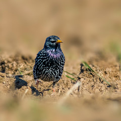 Starling on a field in spring season