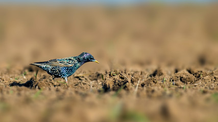Starling on a field in spring season