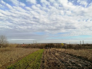 Rural landscape 