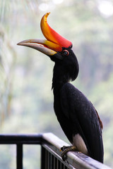 A rhinoceros hornbill with orange peak with bokeh background effect