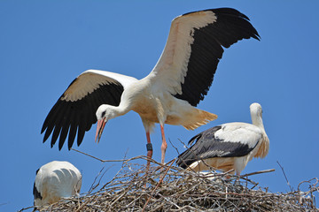 Flugübungen vom Jungstorch