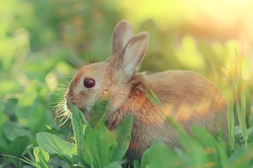 spring rabbit in a green field, easter symbol, beautiful april easter background