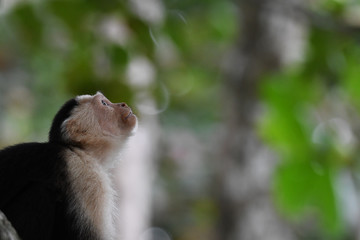 Close-up of White-faced Capuchin