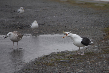 Seagull Yelling