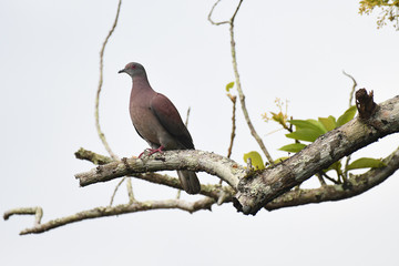 Close-up of Pigeon perched on a branch