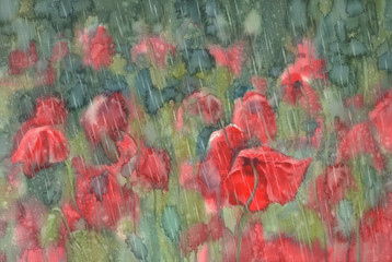 Red poppies in the rain watercolor background