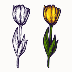 yellow tulip flowers hand drawn isolated colorful and outline vector clipart. plant tulips elements for graphic design and your creative projects, posters, postcards, invitations and tattoos.