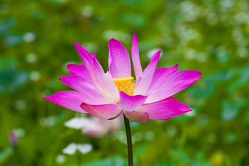 Obraz premium The Lotus Flower with lotus leaf in background