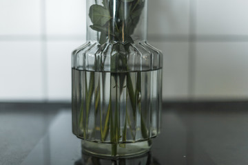 plants on a glass of water