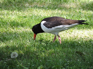 sandpiper on green grass