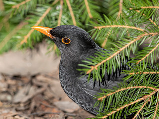 This species was a rarity 50 years ago. Now it is the most common trush here. Climate change indicator?