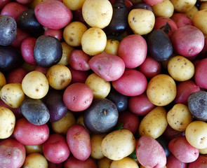 Close-up of potatoes of different varieties and colors