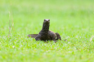 Monitor Lizard at Pulau Tioman