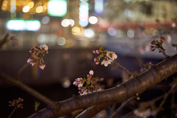 夜景・夜桜・アップ