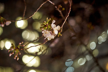 街の光・夜桜・開花