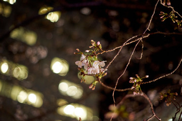 街の桜・夜桜・アップ