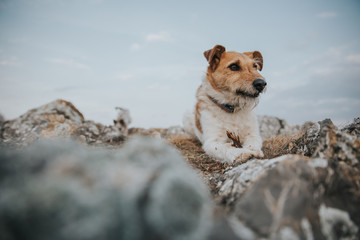 Fox terrier outdoors playing with a stick and making funny faces.