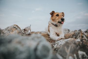 Fox terrier outdoors playing with a stick and making funny faces.