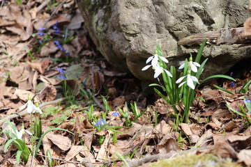 Blue flowers and white lilies of the valley bloomed by the stone